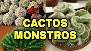 20 TIPOS DE CACTO MONSTRO