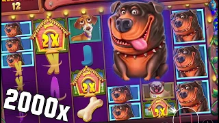 Dog House Megaways Raining Wilds FANTASTIC 2000x Win!