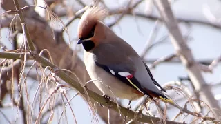 Свиристель. ( Bombycilla garrulus )