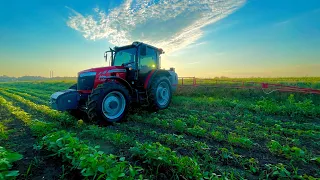 3-тя гліф обробка РАУНДАП Макс, льєм тонами гліф, а бур’ян пре аж пердить 🥲