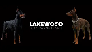 Lakewood Dobermann Kennel. Champion European Doberman Breeder located in Miami Florida.