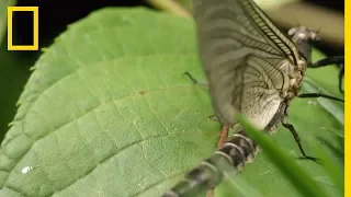 Les éphémères, insectes surprenants