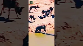 Crocodile vs Wild Pig - Credits: Unknown 🎥