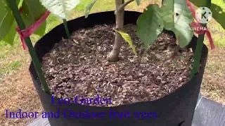 Gold Cherry vs Rainier Cherry and Kansas sweet Cherry (Cherry vàng ngọt nhất trong các giống Cherry)