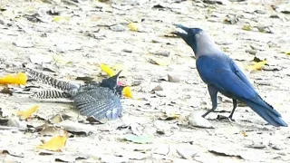 crow attack baby cuckoo #fight #bird #nature #viral #hunter #baby #birdlife #birdwatching #bird