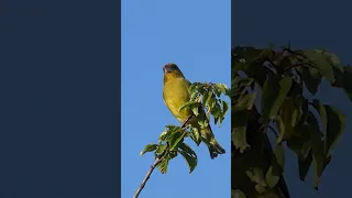 Greenfinch Call | Bird Sounds