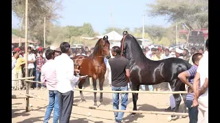 Mega Ashwa show Breeding Stallion horse ring show 2019 p1