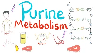 Purine Metabolism (De Novo, Salvage, Degradation, Uric Acid)