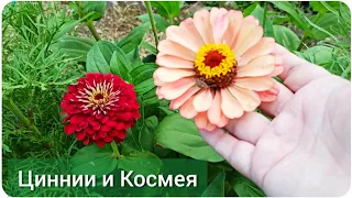 Цветник без хлопот: Цинния и космея. Сеем сразу в грунт, без рассады!