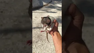 FAN LEFT A RAT AT MY DOOR…🐀
