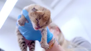 Serval Kittens get their first veterinary exam!