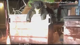 Bear 'charged' with dumpster diving