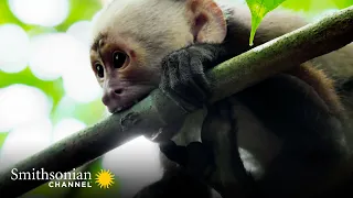 A Baby Capuchin Struggles to Forage for Food 🐒 Into the Wild Colombia | Smithsonian Channel