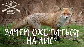 Зачем охотиться на лис? (Охотничий дневник №4)