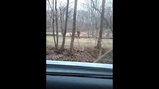 not Real Bigfoot Sighting!