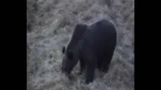 Brown bears Croatia Velebit