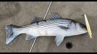 Striper and Bass fishing on the California Delta using Exclusive Lures jerkbaits