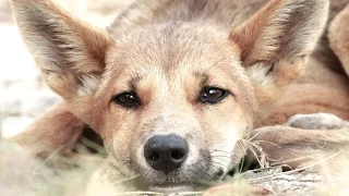 Dingo - My animal friends - Animals Documentary -Kids educational Videos