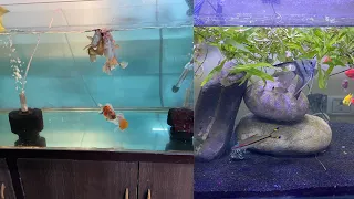 Rancho Goldfish And Angel Fish First 10 Days Update.