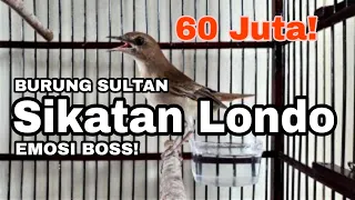 SUARA JAHAT BURUNG SIKATAN LONDO|| GACOR HABIS (BURUNG SULTAN HARGA 60 - 160 JUTA)