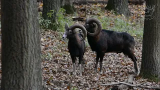 Muflon hunting in Hungary