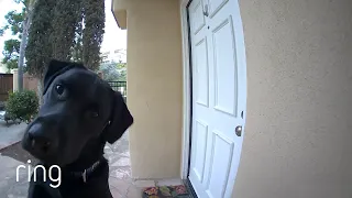 Confused Pup Looks for His Mom in the Ring Video Doorbell | RingTV