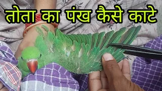 तोता का पंख कैसे काटा जाता है ll Tota ka Pankh kaatne ka Aasan aur Sahi tarika ll #takatakparrot 😡