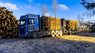 Loading pine logs from a very large stack