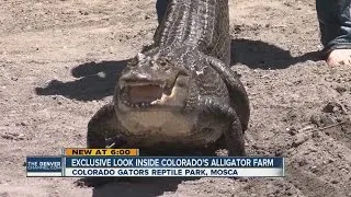 Exclusive look inside Colorado's alligator farm