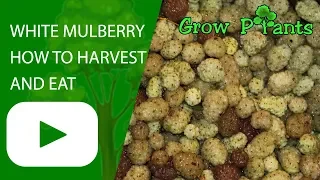 White mulberry fruit tree - How to Harvest