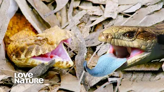 Snake vs. Lizard: The Cold Blooded Battle | Secrets of Wild Australia 101