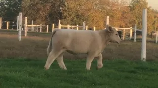 Lot 6 Dakota Gold Steer | 10.26