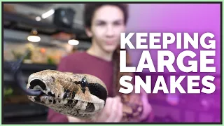What's it Like Keeping Big Snakes?