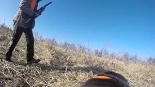 German Shorthaired Pointer finds a pheasant with the GoPro on