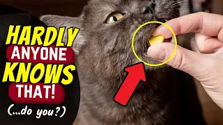 10 Foods That Can Kill Your Cat Within Minutes 💀