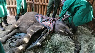 Rescue of Orphaned Elephant Sholumai | Sheldrick Trust