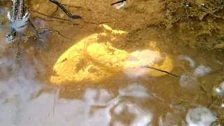 The largest discovery of gold in a river used by ancient people to mine