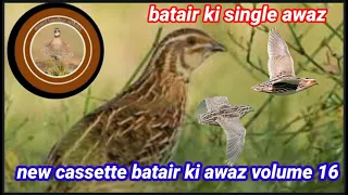 batair ki single awaz//quail hunting sound//@Sawalhunting-sn9vs