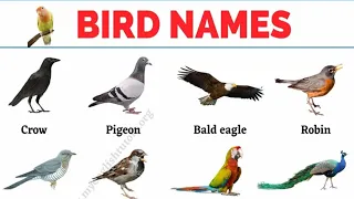 20 Birds Name 🐦😀20 panchiyon ke naam 🕊️🙂!!! bird 🐦🕊️ name !!!पंछियों के नाम !!🐦🕊️20 पंछियों के नाम..
