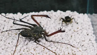 WHAT IF THE TAILLESS WHIP SCORPION SEES CRICKET? SWIFT SCORPION VS CRICKET