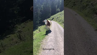 Sepp Bumsinger in Gefahr ! Die unterhopfte Kuh