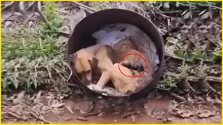 4 newborn puppies gone away, Poor mom dog cries and regretted her unintentional actions