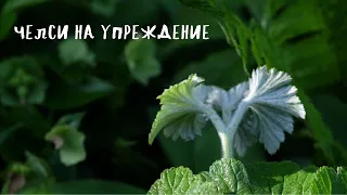 Челси на упреждение