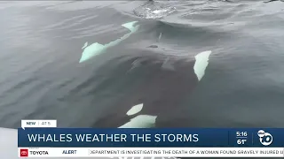 Orca whales expected to arrive in San Diego despite storms