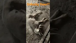 How did this deer get stuck??