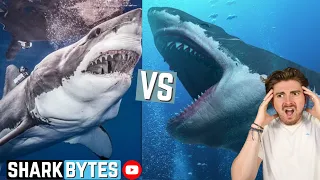 Great White Shark VS Megalodon!