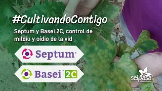 Control de mildiu y oídio de la vid | Septum y Basei 2C