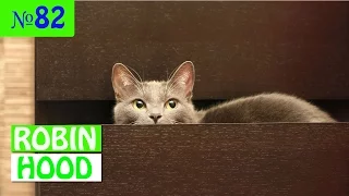 ПРИКОЛЫ 2017 с животными. Смешные Коты, Собаки, Попугаи // Funny Dogs Cats Compilation. Апрель №82