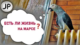 ✅ РАССУЖДЕНИЯ О ЖИЗНИ ГОВОРЯЩЕГО ПОПУГАЯ  🐦 ЖАКО ПЕТРУНЯ 🔥  FUNNY PARROT ZHAKO PETRUNYA  (СУБТИТРЫ)