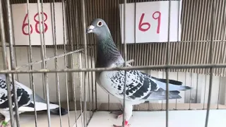 Top 10 racing pigeon breed